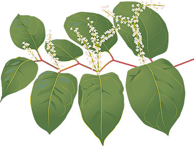 Parkslide har gröna blad med utdragen spets och tvär bas. Blommorna är vita, gräddvita eller rosa.