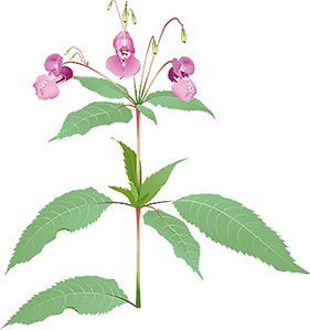 Jättebalsamin har en rödaktig stjälk med lansettlika, tandade blad med utdragen bladspets. Blommorna är purpurröda till ljusrosa och sitter i knippen i stjälkens övre del. 